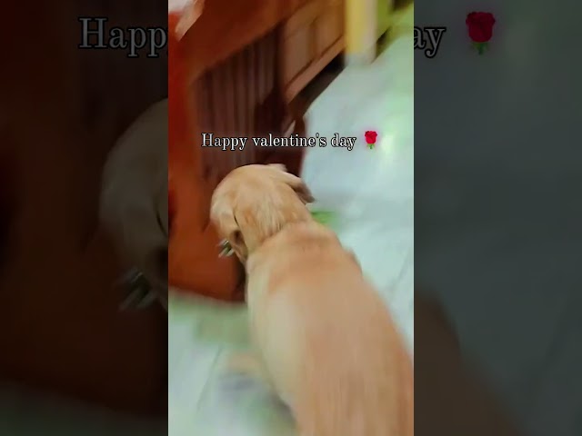 Happy valentine's day 💘 #youtube #buddythelabrador #labrador #viralshort #vday #foryoupage