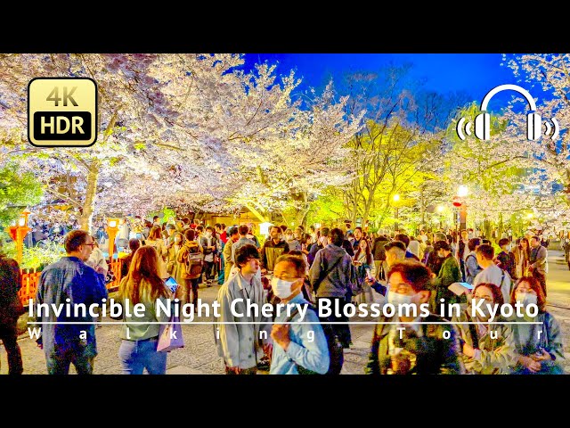 Invincible Night Cherry Blossoms in Kyoto: Gion Shirakawa Walking Tour  [4K/HDR/Binaural]