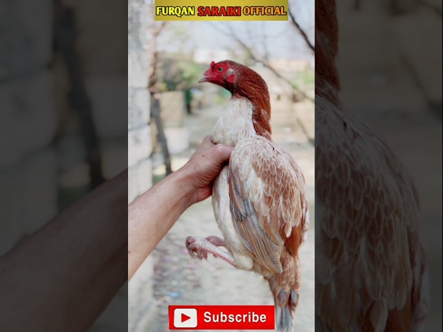 Bade Jor ki ashlil murgi Ala Mashallah🐓 Aseel murgi ka vajan date kilo Umra uski 1 Sal no for sale 💯