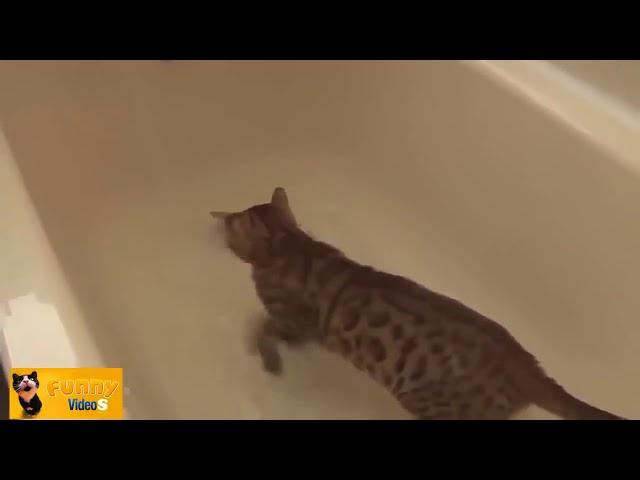 1 HORA de Gato Engraçado E Bonito Gatinhos Falhar Vídeos Engraçados Kitty Cat Video de abr