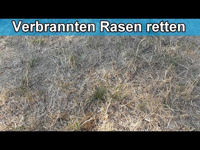 Rasen verbrannt und vertrocknet was tun - Erholt sich verbrannter Rasen wieder ?