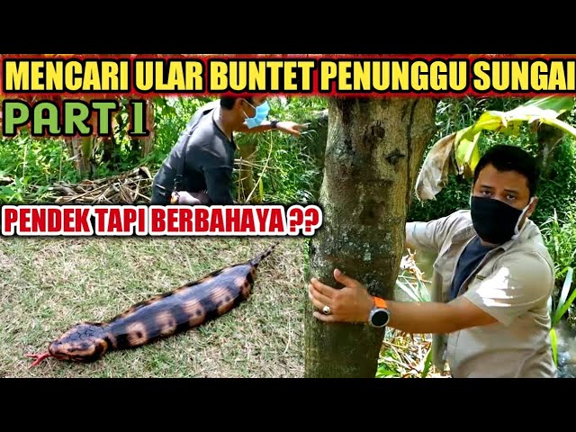 PENCARIAN ULAR BUNTET PENGHUNI SUNGAI DI CIANJUR | PART 1