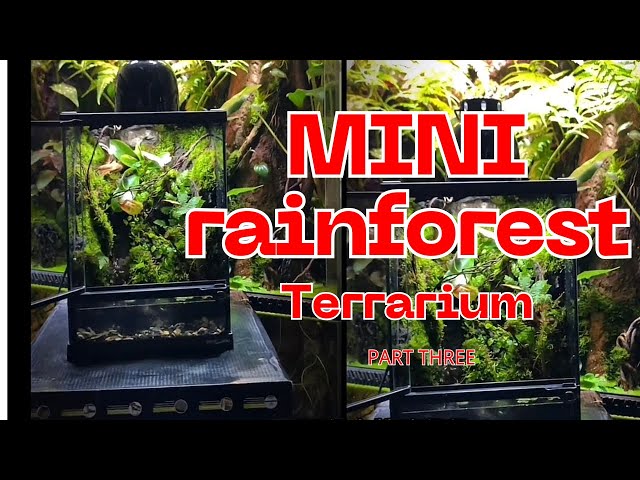 The Making Process of a 202030 Rainforest Terrarium；202030雨林缸制作过程；