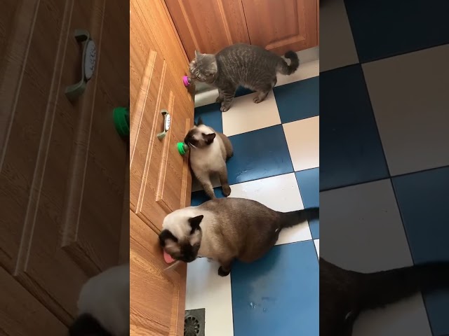 CATS VS CATNIP BALLS 😻