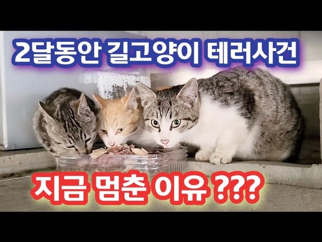 2달동안 길고양이 테러사건!!    지금 테러를 멈춘 이유???