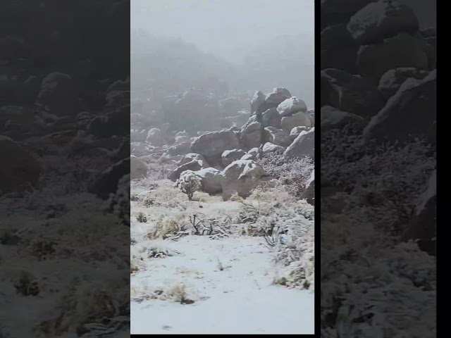 The normally bright and sunny Joshua Tree National Park is covered in mist and snow this morning!