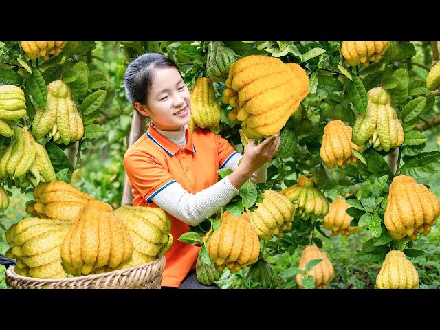 Harvesting Buddha's Hand Fruit Goes To Market Sell | Digging Vegetables | Tieu Tam Daily Life