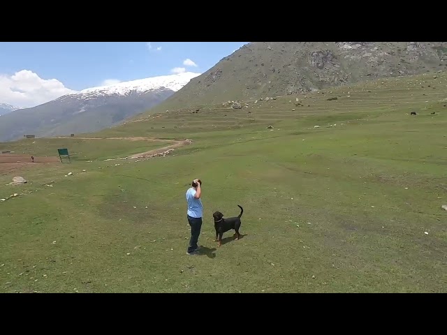 Jerry playing in Sural bhatori (Pangi Valley) #dog #playtime #mountains #love #rottweiler