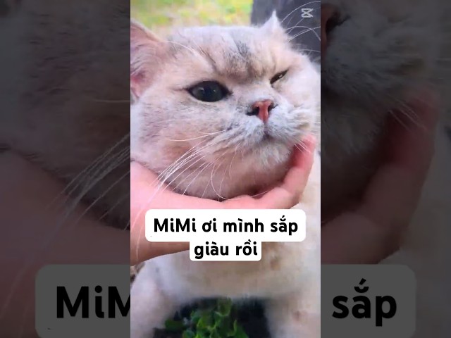 Cùng MiMi Đi Về Nhà Cổ Tìm Kho Báu #shorts #tiktokvideo #thúcưng #vậtnuôi #chómèohàihước #pets #cute