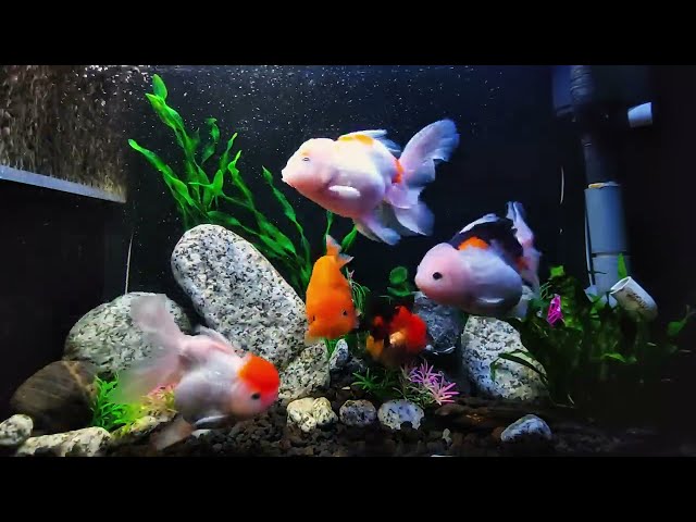 Beautiful 4K Goldfish Aquarium & Soft Piano | Relaxation & Stress Relief