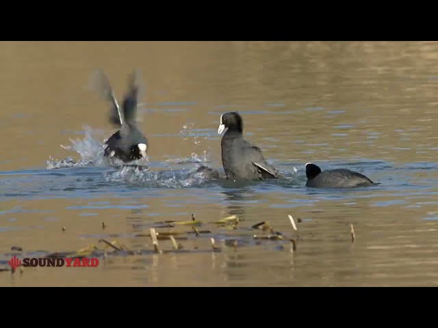 Intense Battle Between Eurasian Coot Birds | Amazing Common Coot Fight in the Wild