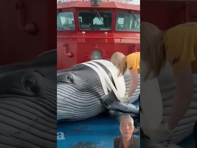 Rescue the poor whale