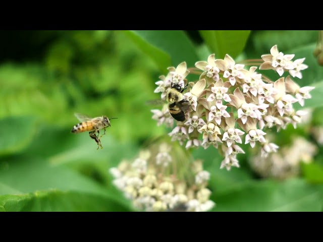 Brown-belted bumble bee feeding on milkweed.