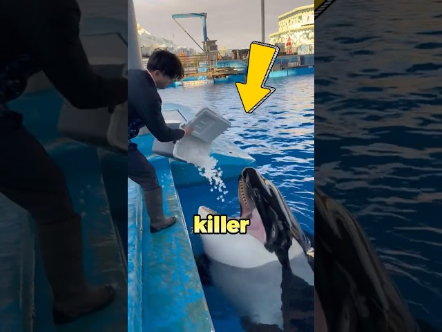 WHY Are Killer Whales Given Ice? 🧊🤔