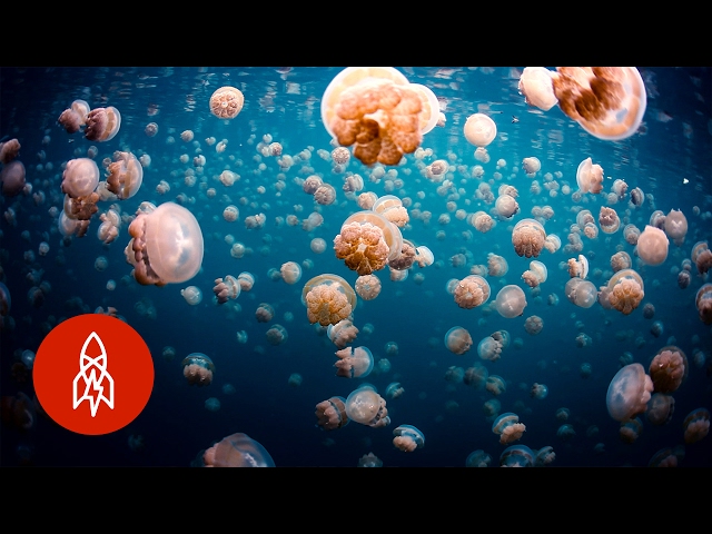 Swim Safely with Thousands of Jellyfish