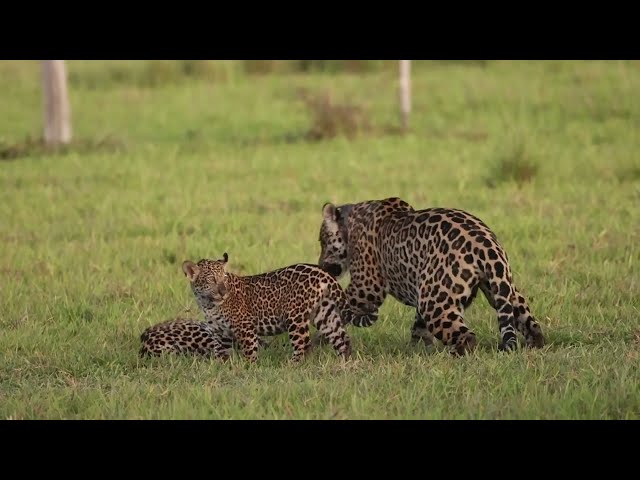 Onças brincam no Pantanal / Jaguars playing in the Pantanal