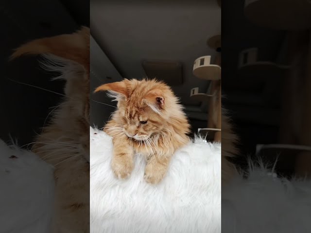 Play with 3 big cat maine coon