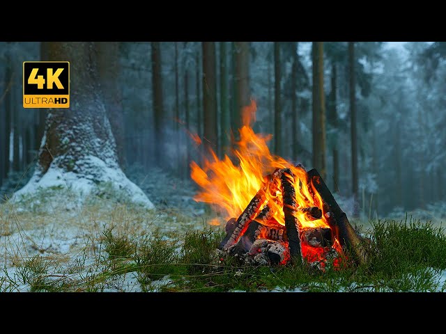 This is a REAL Winter Campfire in a Snowy Forest 🌲❄️ 100% Authentic Sounds