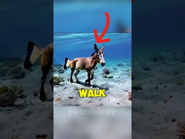 Animals that can walk on water 🥶#animals #scaryfacts #funny