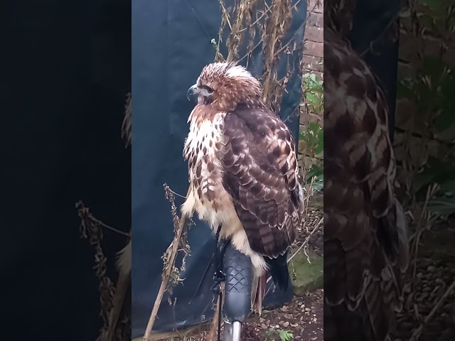 RED TAILED HAWK