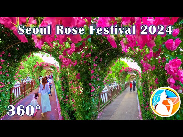 360° Experience: Seoul Rose Festival 2024 | Immersive VR Tour | 8K 360 3D Video