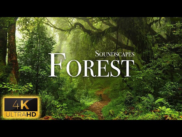 Forest Soundscape 4K - Relaxing Ambience, White Noise & Nature Sounds by Scenic Sound