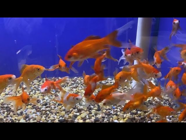 #fishaquarium #fish #goldfish