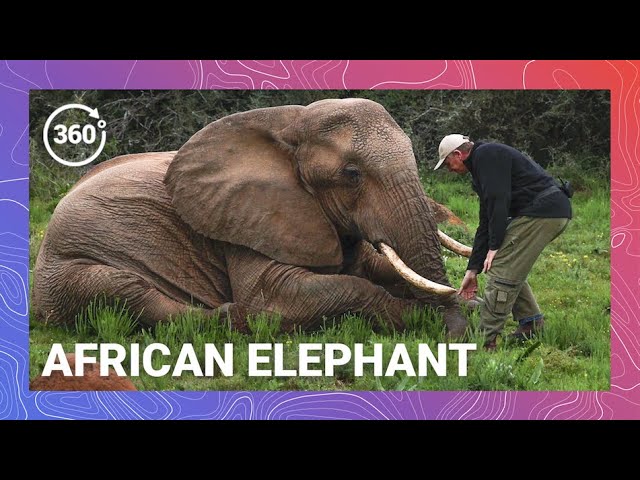 Saving Giants: How South Africa is Reshaping the Future for Elephants