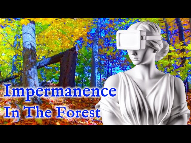 Impermanence - A Fallen Tree at the Edge of the Forest | Virtual Reality / VR180