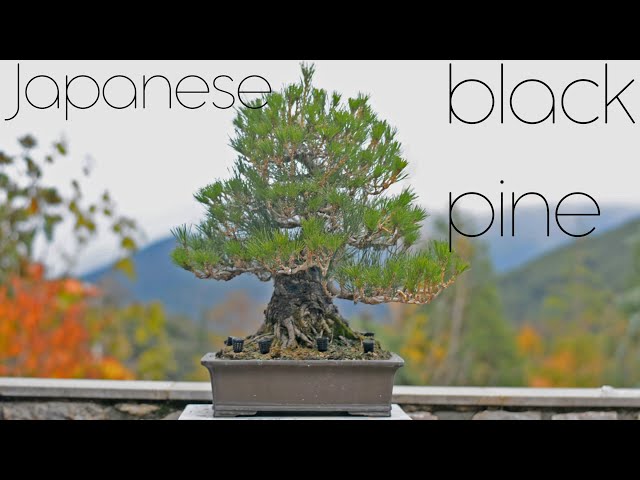 Japanese Black Pine, Taking a Break From Awesomeness - Arkefthos Bonsai