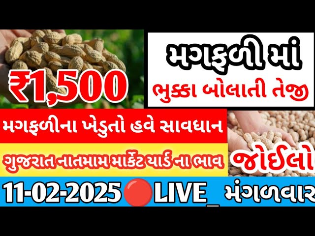 #નવીમગફળીનાબજારભાવ | મગફળીના આજના બજાર ભાવ | ગોંડલ મગફળીના ભાવ | #Gondal_marketing_yard 03.02.2025