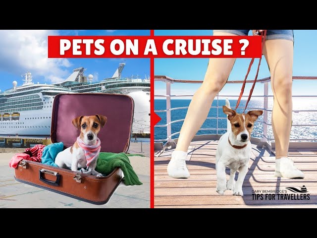 What Are The 6 Cruises You Can Take Your Pets On?