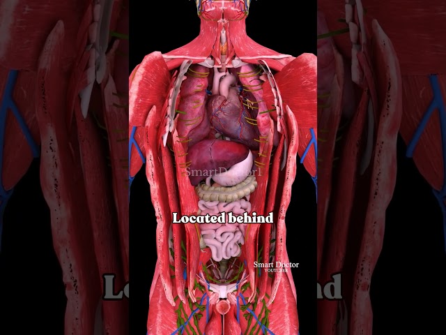 Best Heart Location for Blood Supply 🫀