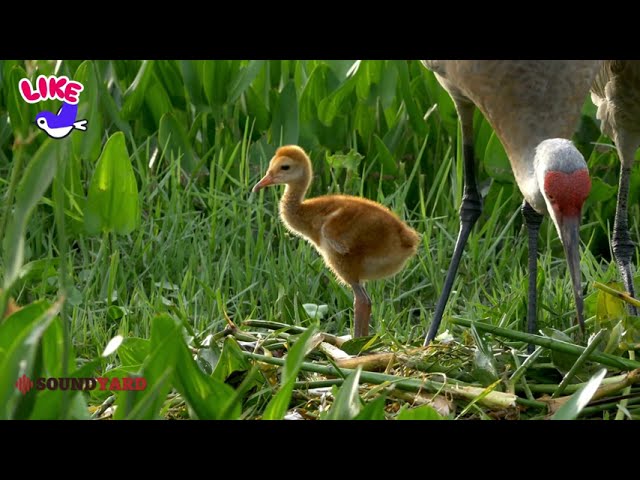 Adorable Sandhill Crane Chick Observes Sibling While Mom Rebuilds Nest