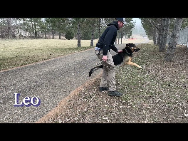 Dog Training - MCC Bootcamp Progress Report Video (03/25/2024)