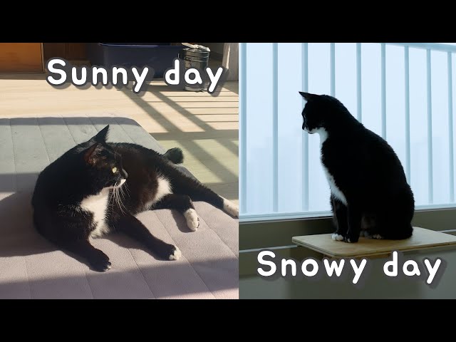 How My Cats Enjoy Sunny Day and Snowy Day