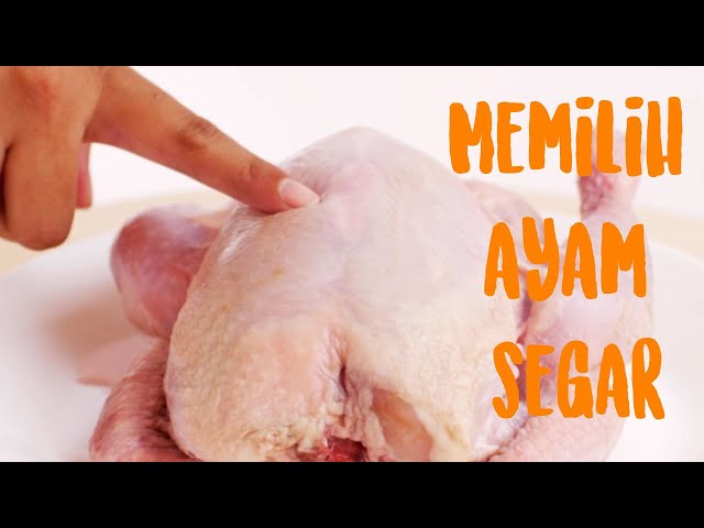 Tips Memilih Daging Ayam Yang Segar | Ciri-ciri Ayam Gak Layak Konsumsi