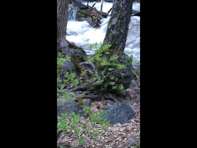 Hiker Sees Bear Crossing Treacherous River