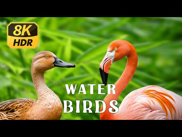 8K HDR | Water Birds - Colorful Animals With Healing Music | Nature Sounds