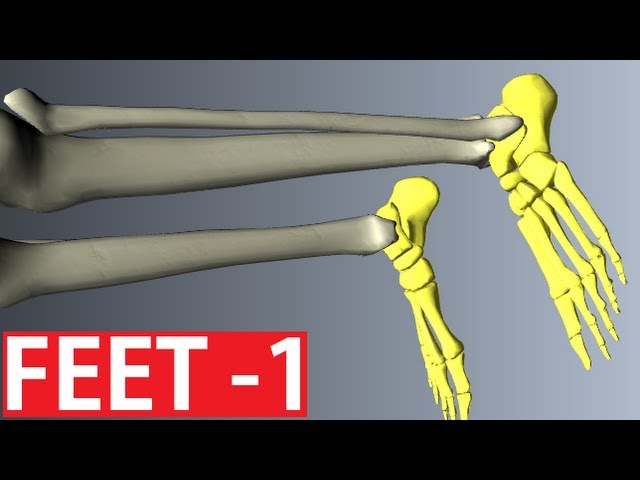 Foot Anatomy - Bones of the Foot - Anatomy Tutorial Part 1