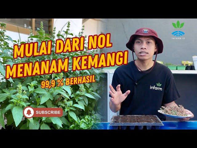 RAHASIA MENANAM KEMANGI DARI BIJI ATAU BUNGA, LEBIH HEMAT DAN TANPA GAGAL