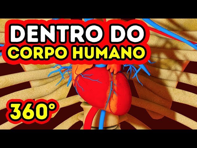 O que acontece dentro do seu corpo? || 360 VR