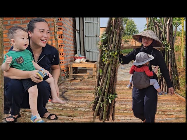 The Single Mother Collects Firewood In The Forest And Sells It To Buy Rice |Ly Tieu Hon