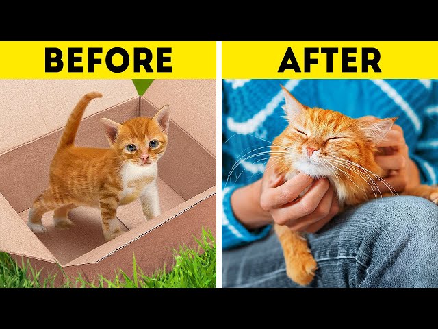 STRAY CAT STORY | Funny And Useful Pet Hacks And Awesome DIY Crafts