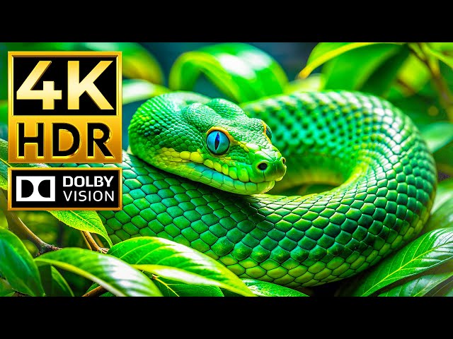 Discover the HIDDEN Beauty of Animals in 4K HDR - Cinematic Sound