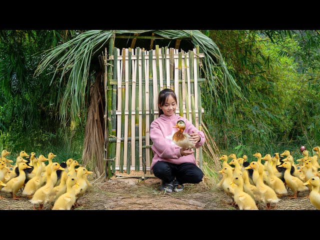 Poor girl uses her savings to buy many ducks - Make a new home for the lovely ducks | Poor Girl +