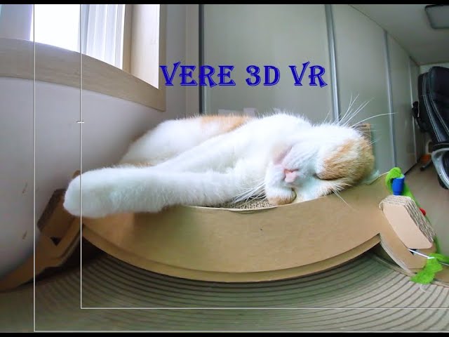 [180 3D VR] Verelife 80 You can see cat 'vere' sleeping from various angles.