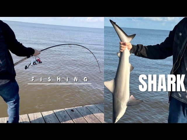 Summer fishing in Texas and caught a shark. | #11