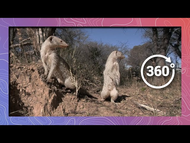 Banded Mongoose in 360 | Standing Guard on Hind Legs