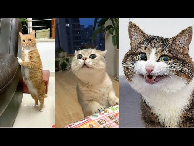 Funny Cat Videos | Hilarious Cat Moments